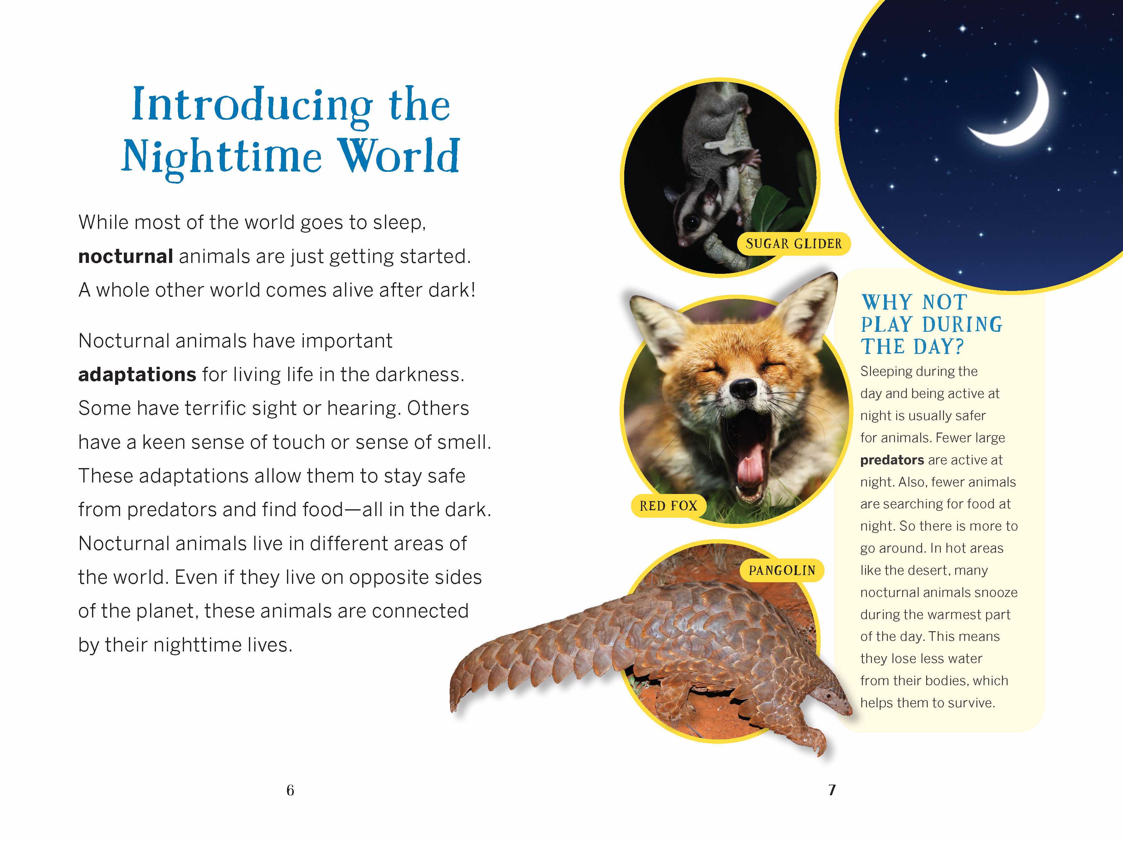 The Nocturnals Nighttime Animals Awesome Features & Surprising